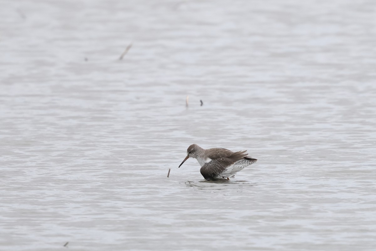 Common Redshank - ML646630713