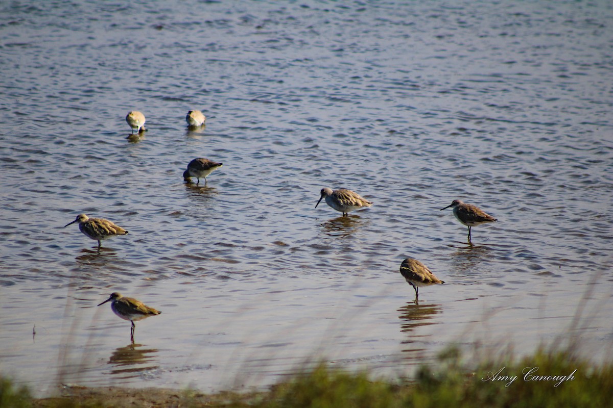Dunlin - ML646630716