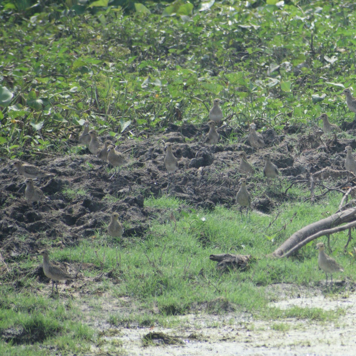 太平洋金斑鴴 - ML646630720