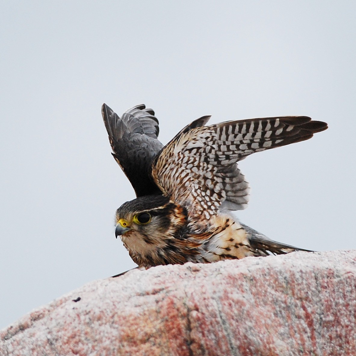 Merlin - ML646630721