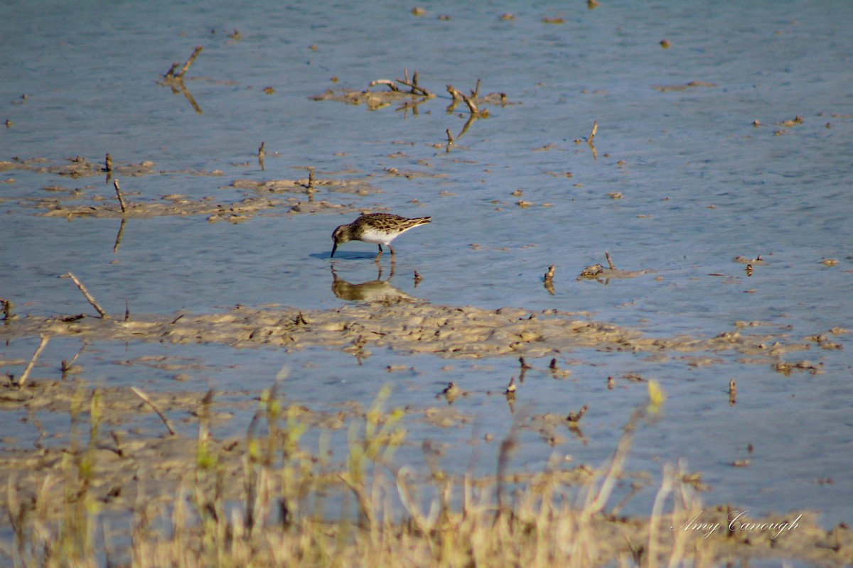 Least Sandpiper - ML646630729