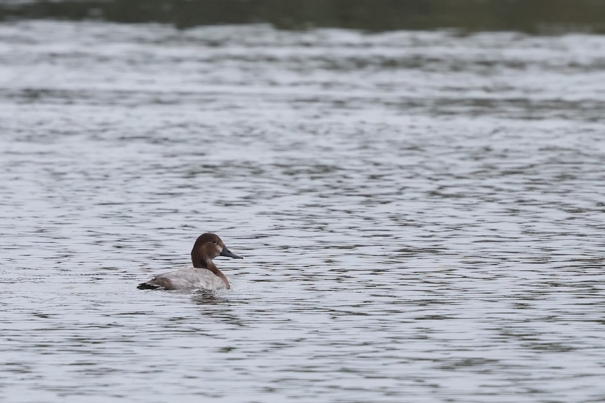 Common Pochard - ML646630732