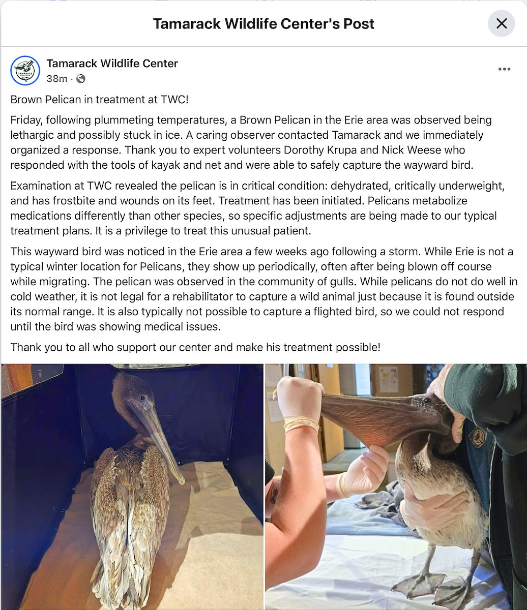 Brown Pelican - ML646630735