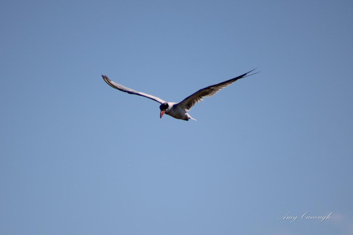 Caspian Tern - ML646630739