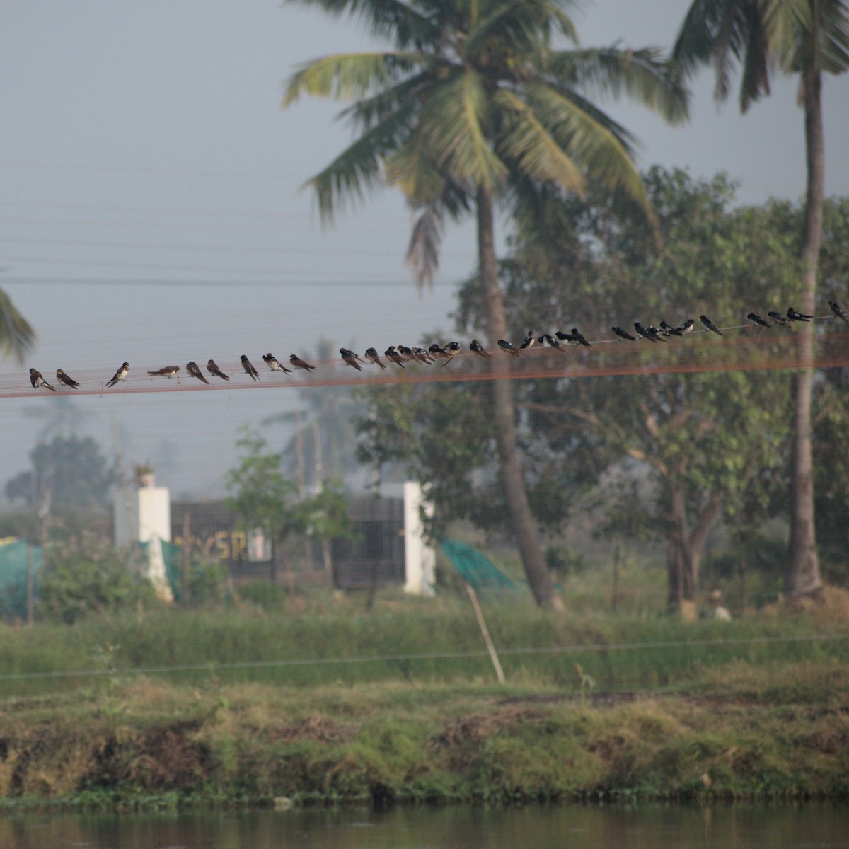 家燕 - ML646630740