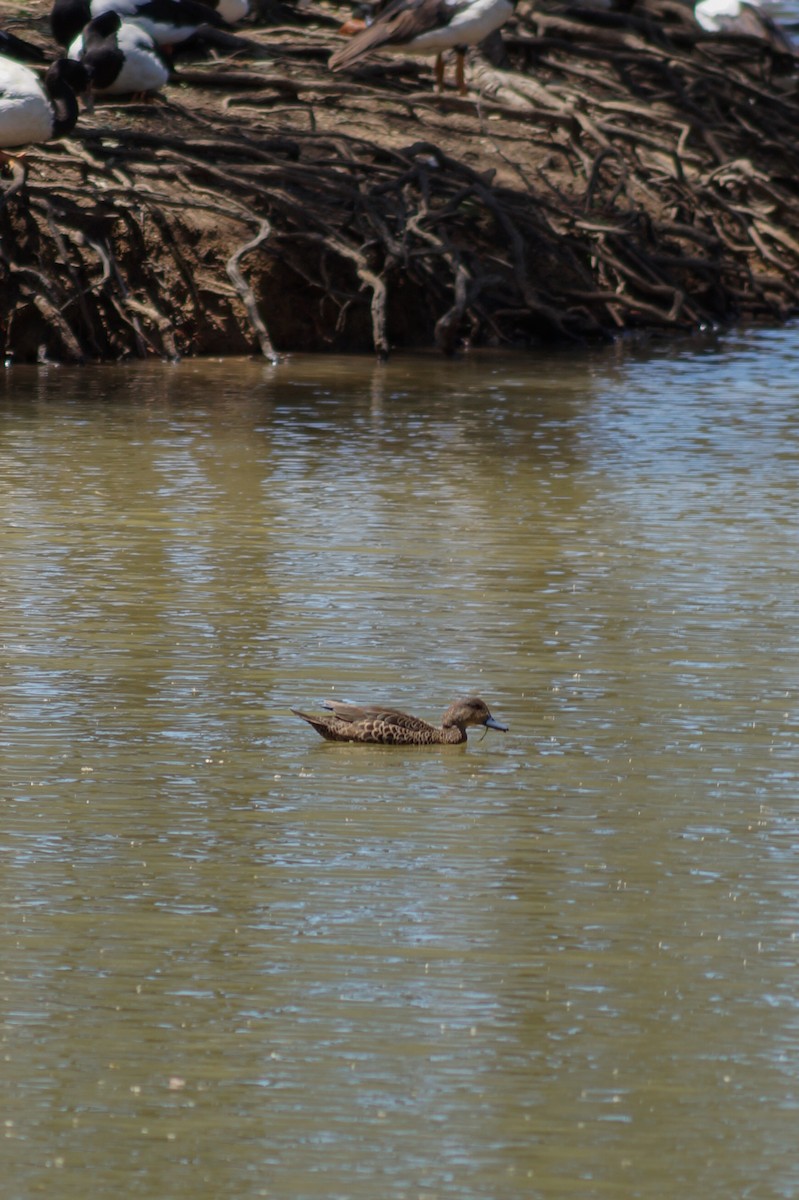 Gray Teal - ML646630744