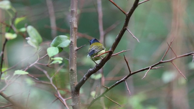 Сіпарая гайнанська - ML646630750