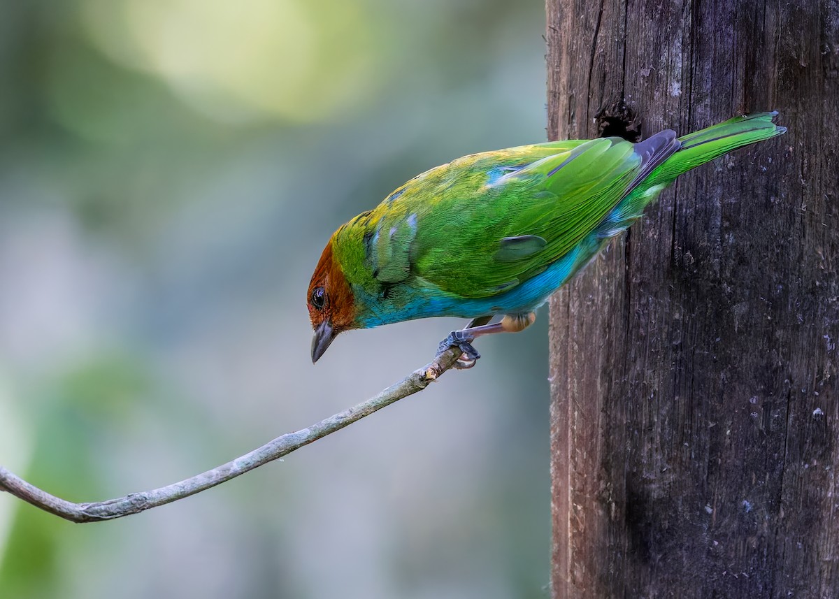 Bay-headed Tanager - ML646630751