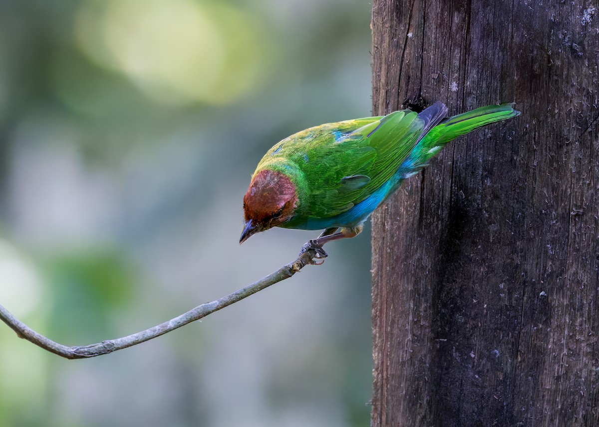 Bay-headed Tanager - ML646630752