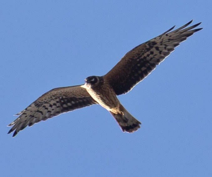 Pallid Harrier - ML646630753