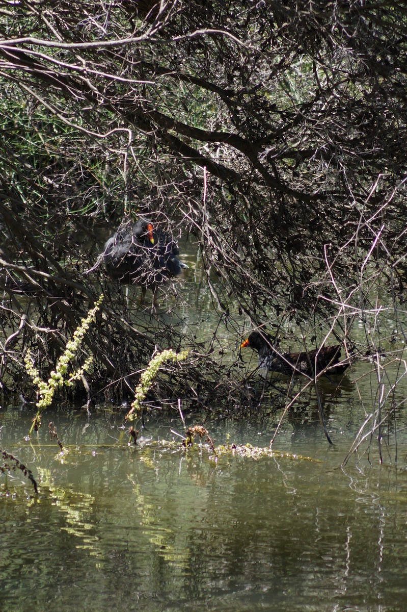 Dusky Moorhen - ML646630754
