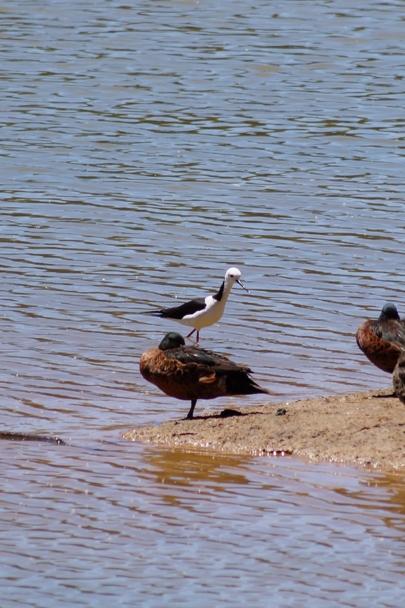 Pied Stilt - ML646630756