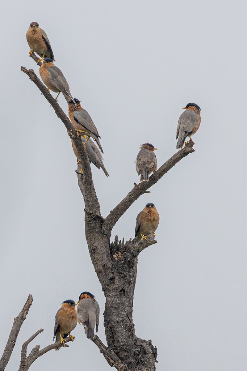 Brahminy Starling - ML646630757