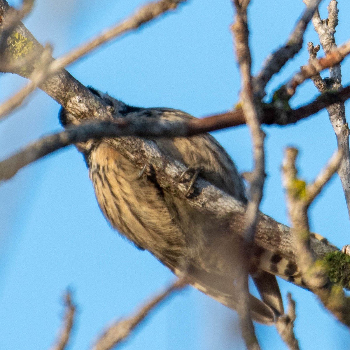 Lesser Spotted Woodpecker - ML646630758