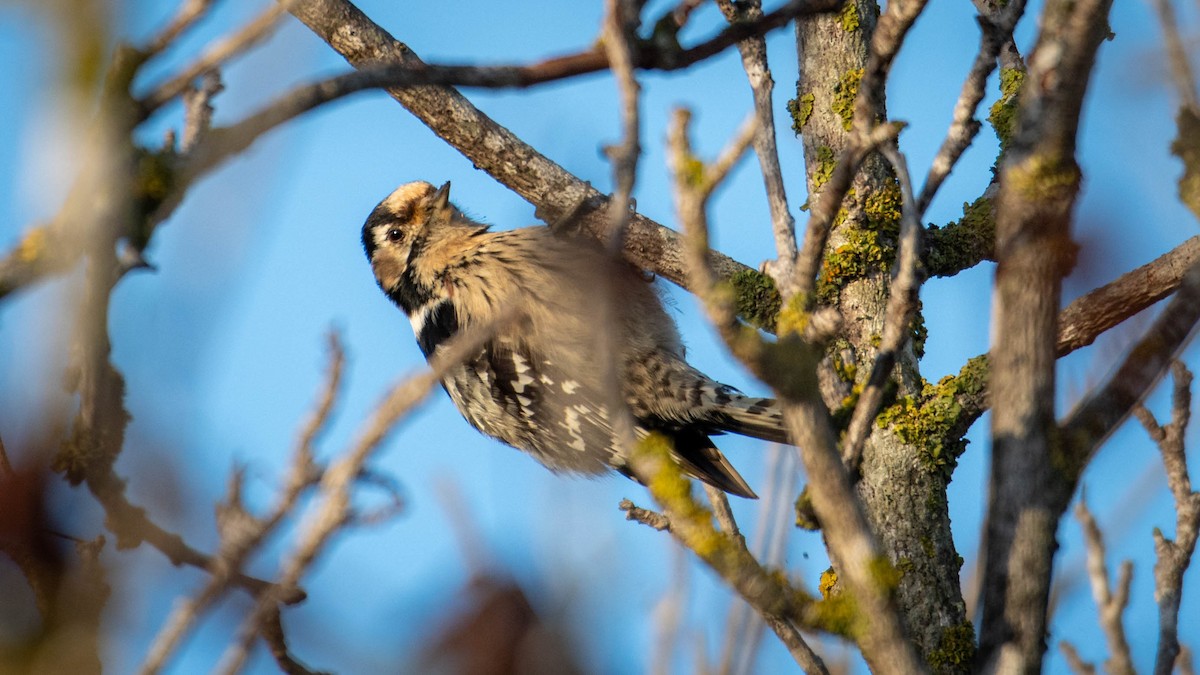 Lesser Spotted Woodpecker - ML646630759