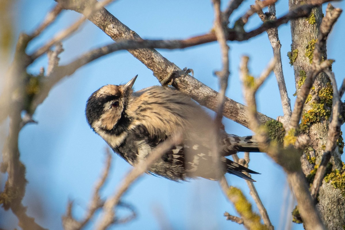 Lesser Spotted Woodpecker - ML646630760