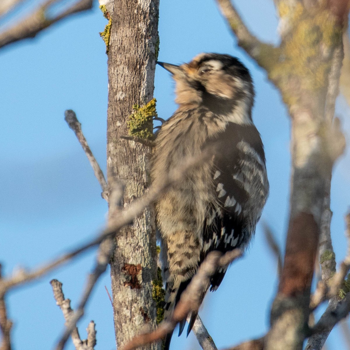 Lesser Spotted Woodpecker - ML646630761