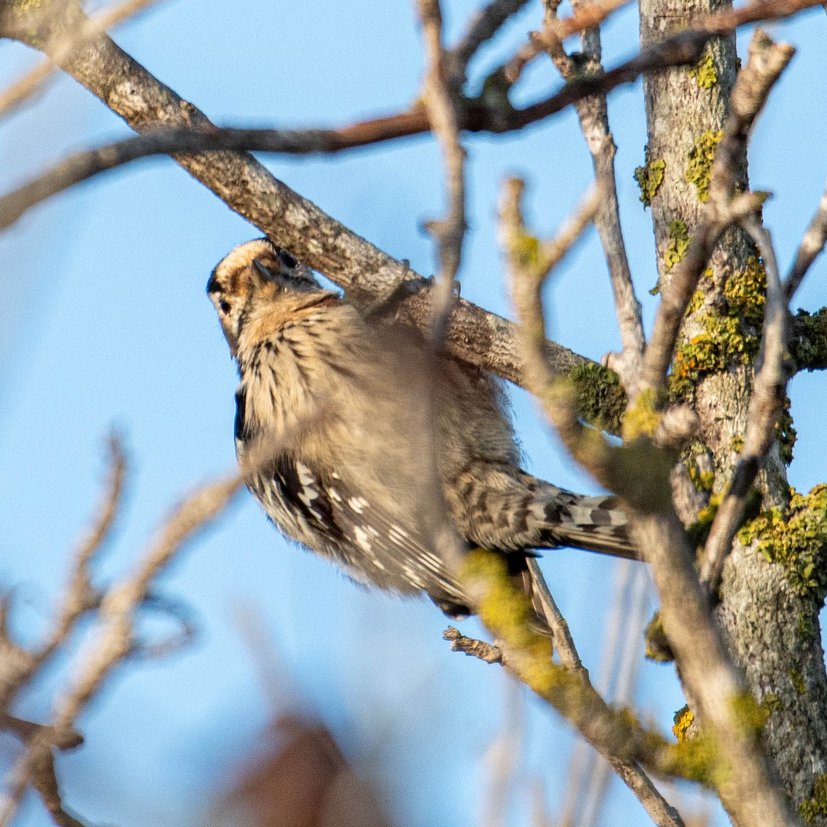Lesser Spotted Woodpecker - ML646630762