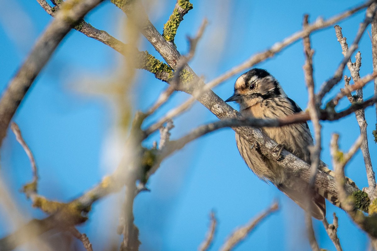 Lesser Spotted Woodpecker - ML646630763