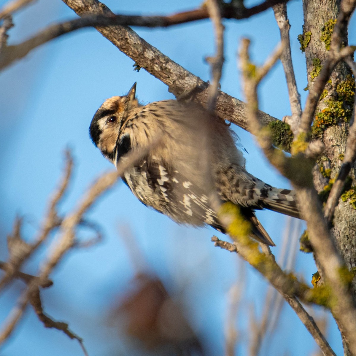 Lesser Spotted Woodpecker - ML646630764