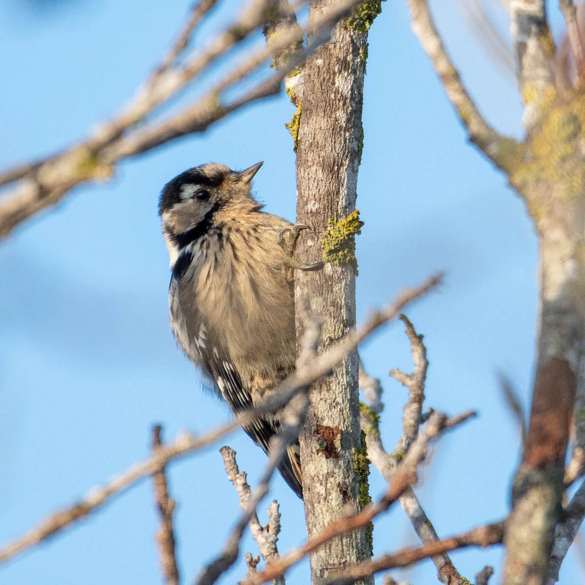 Lesser Spotted Woodpecker - ML646630765
