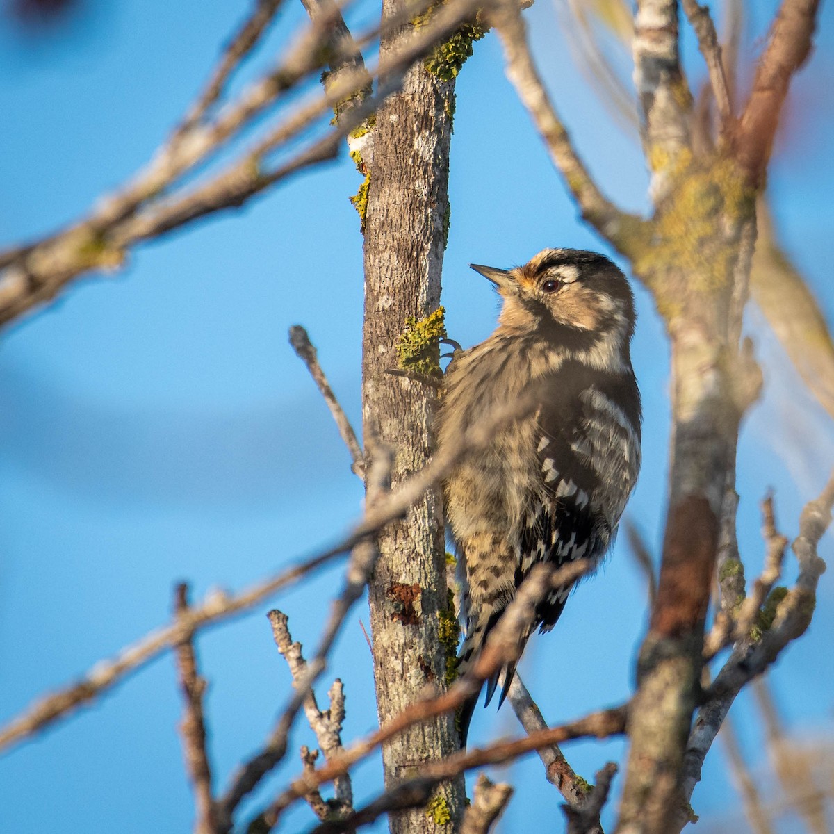 Lesser Spotted Woodpecker - ML646630766