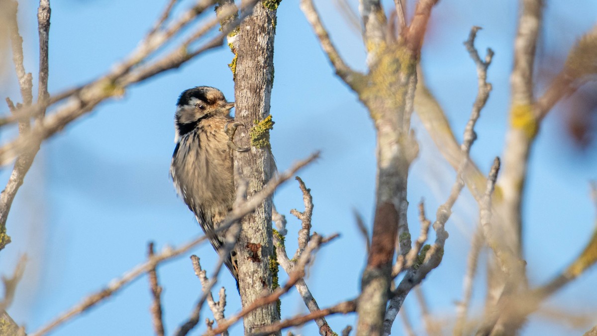 Lesser Spotted Woodpecker - ML646630767