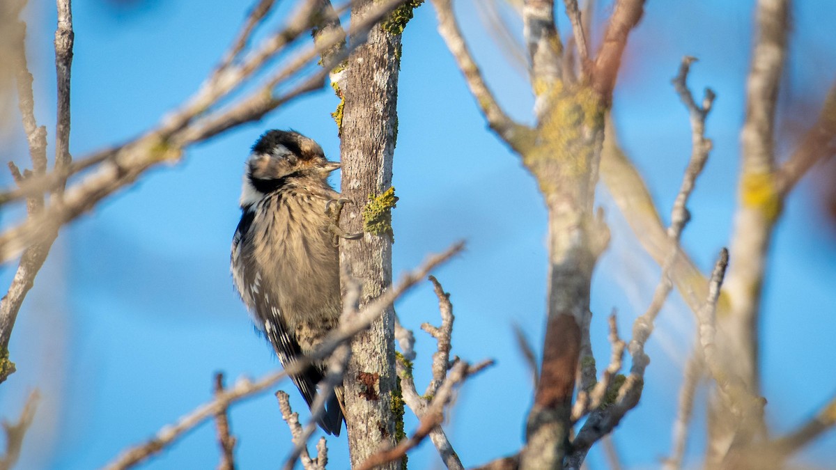 Lesser Spotted Woodpecker - ML646630768