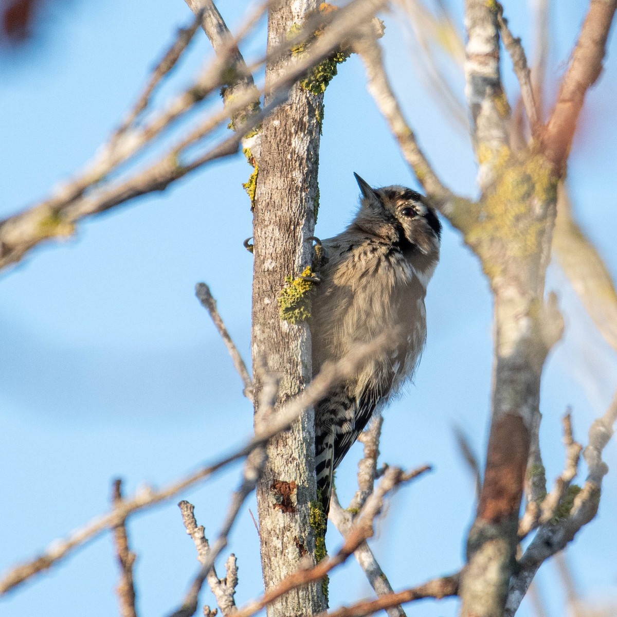 Lesser Spotted Woodpecker - ML646630769