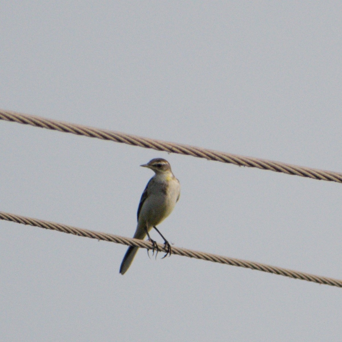 西方黃鶺鴒 - ML646630770