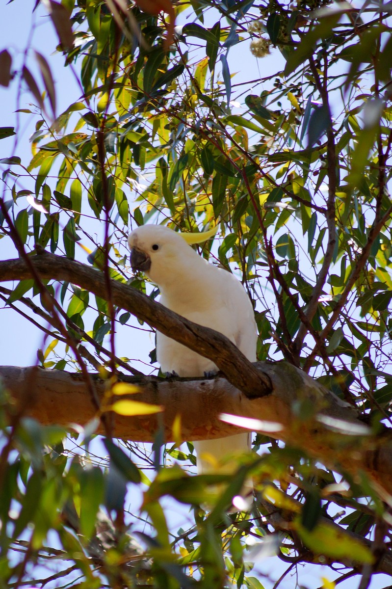 Sulphur-crested Cockatoo - ML646630771