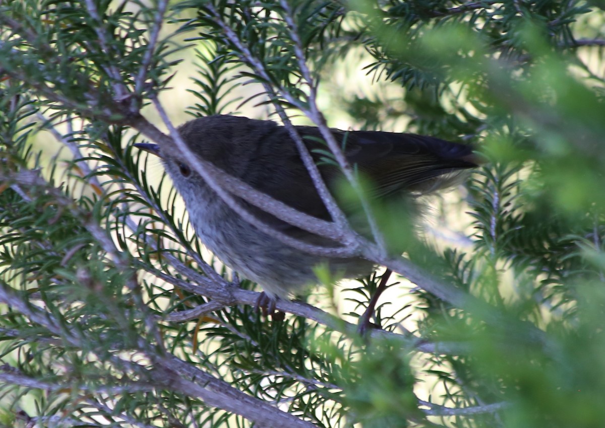Brown Thornbill - ML646630774