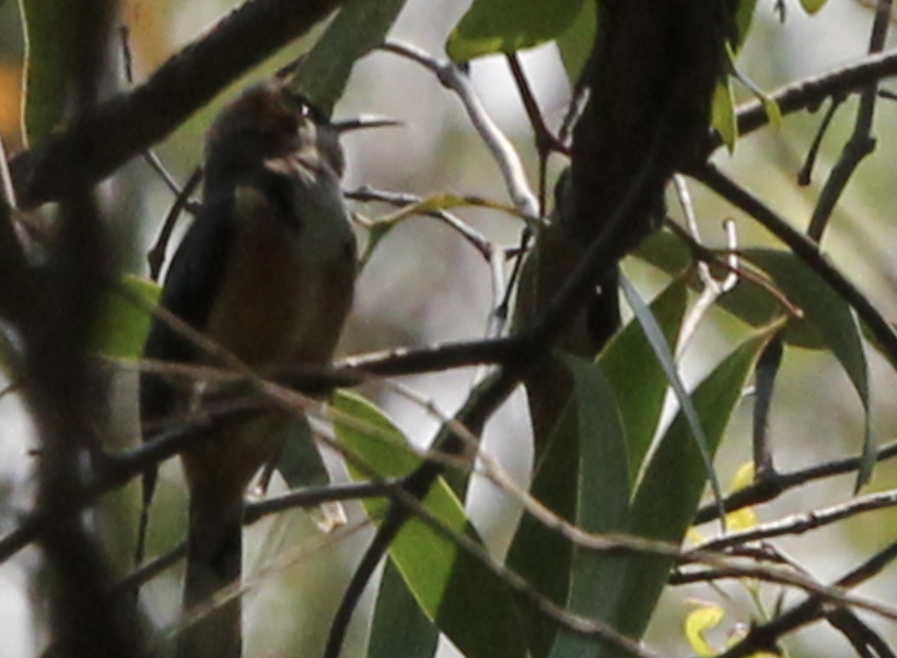 Eastern Spinebill - ML646630775