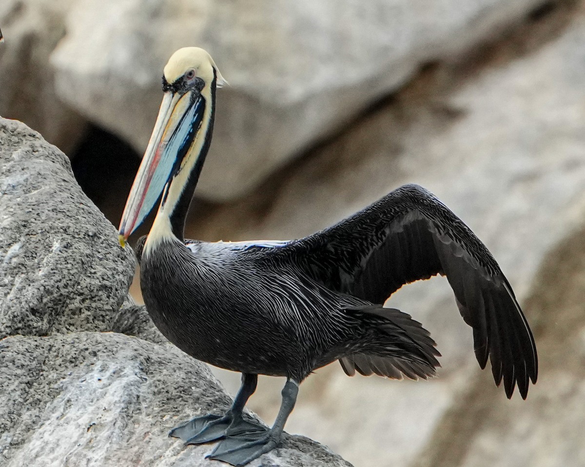 Peruvian Pelican - ML646630777