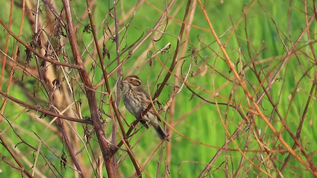 Вівсянка-крихітка - ML646630778