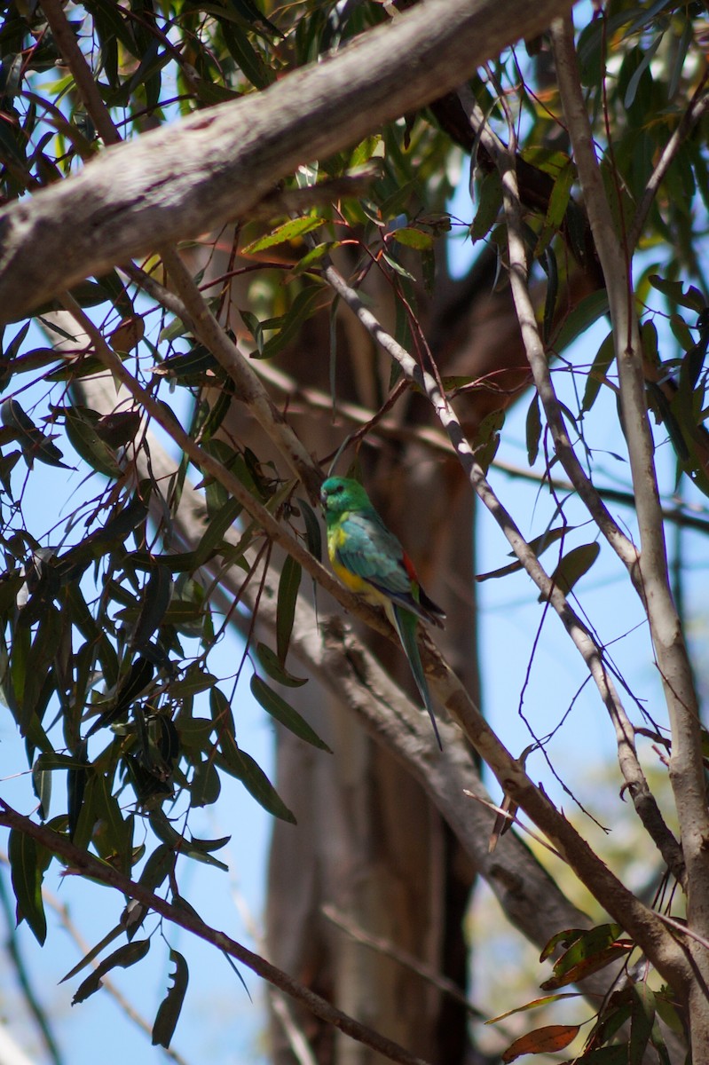 Red-rumped Parrot - ML646630779