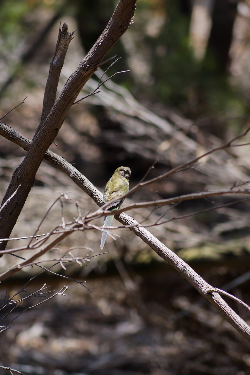 Red-rumped Parrot - ML646630780