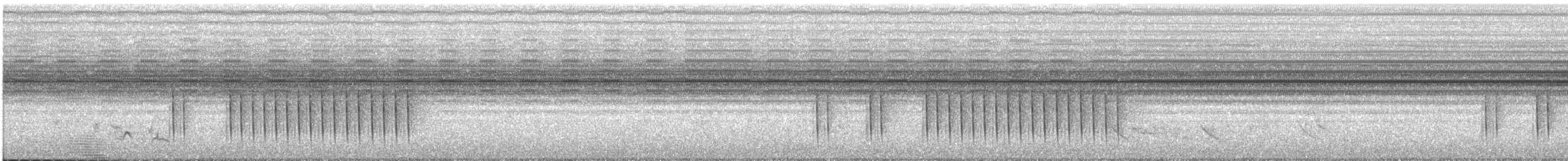 Camaróptera Baladora (grupo brevicauda) - ML646630781