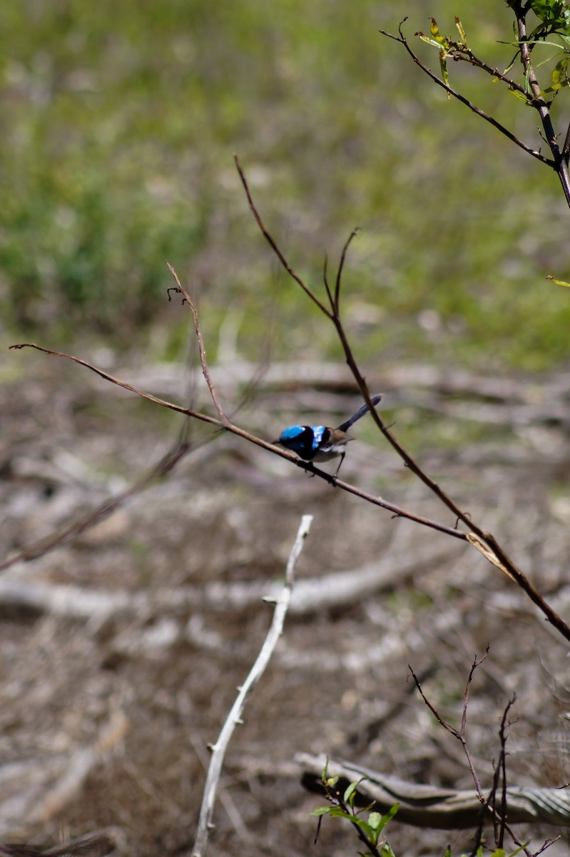 Superb Fairywren - ML646630782