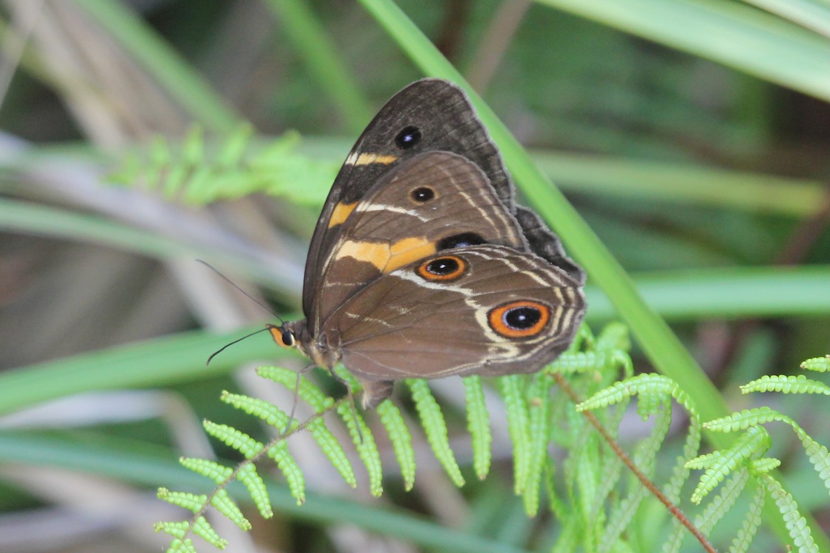 Swordgrass Brown - ML646630783