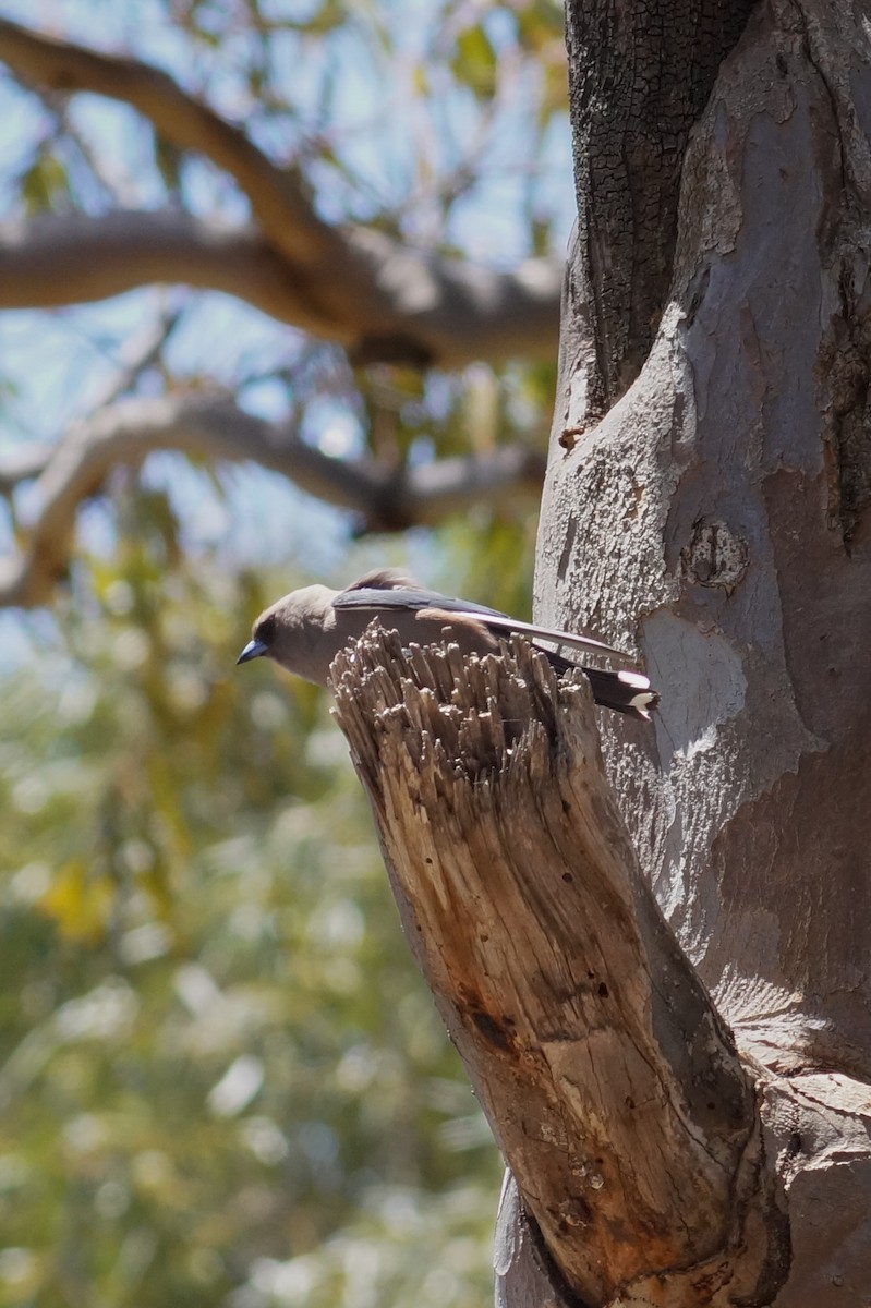 Dusky Woodswallow - ML646630784