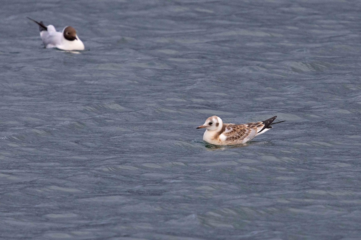 Black-headed Gull - ML646630785