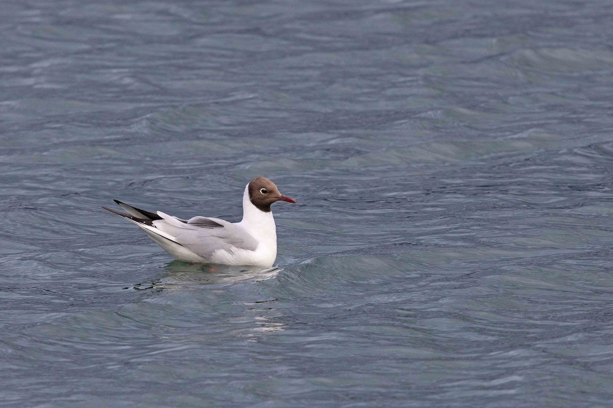 Black-headed Gull - ML646630786