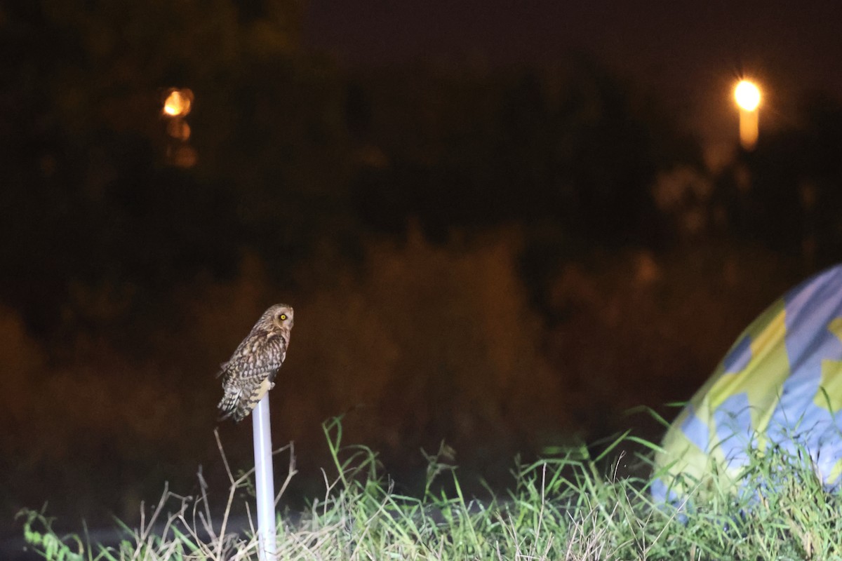 Short-eared Owl - ML646630787