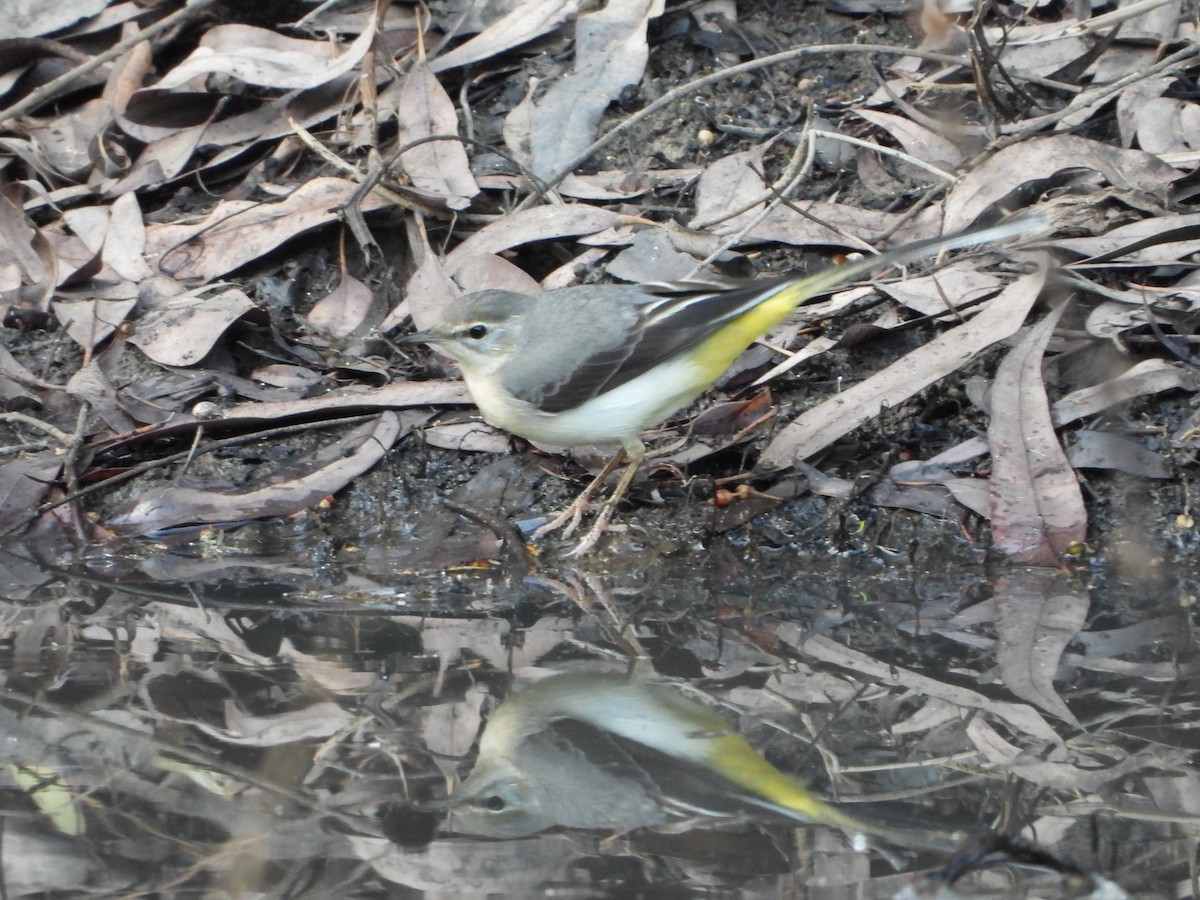 Dağ Kuyruksallayanı - ML646630789