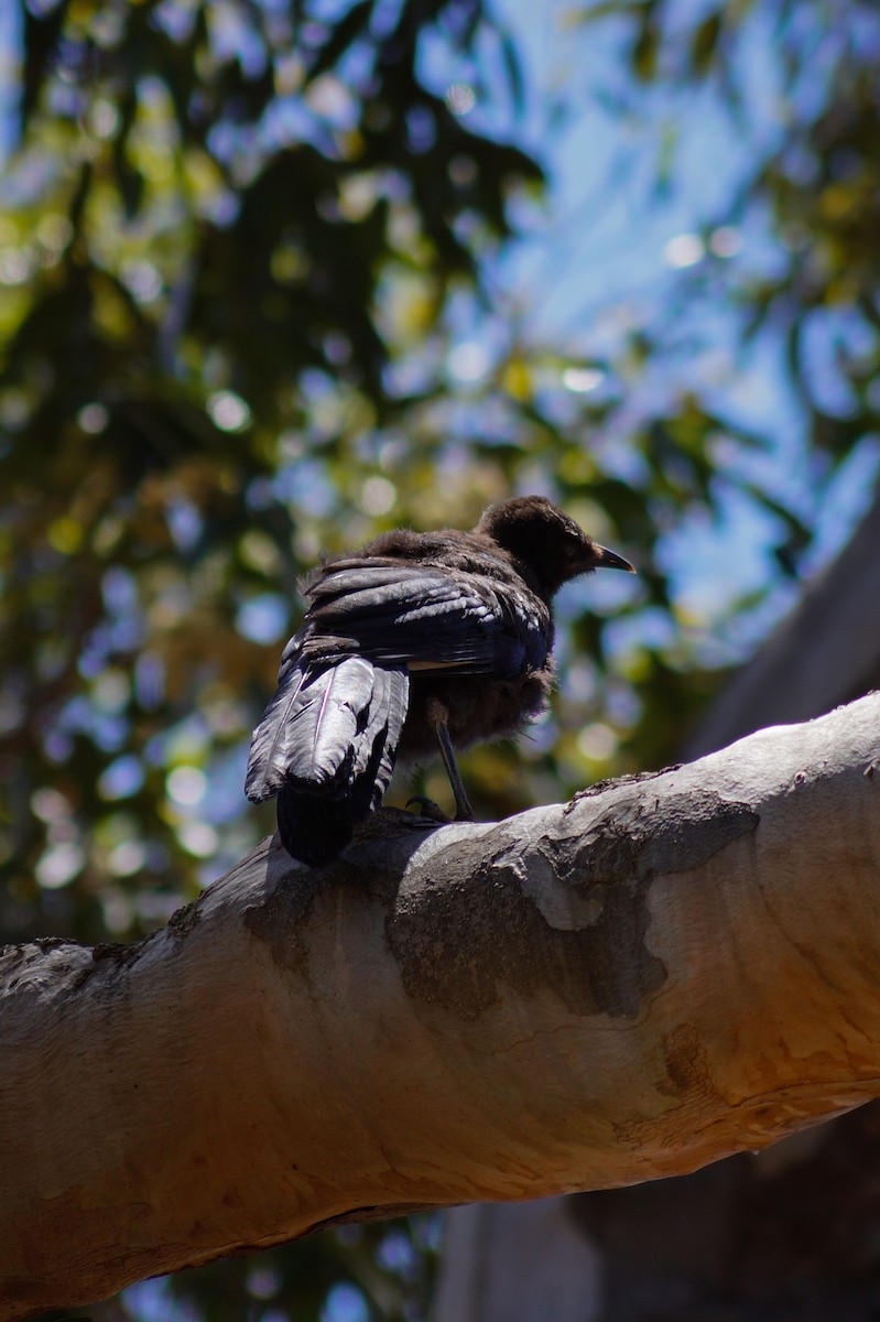 White-winged Chough - ML646630793