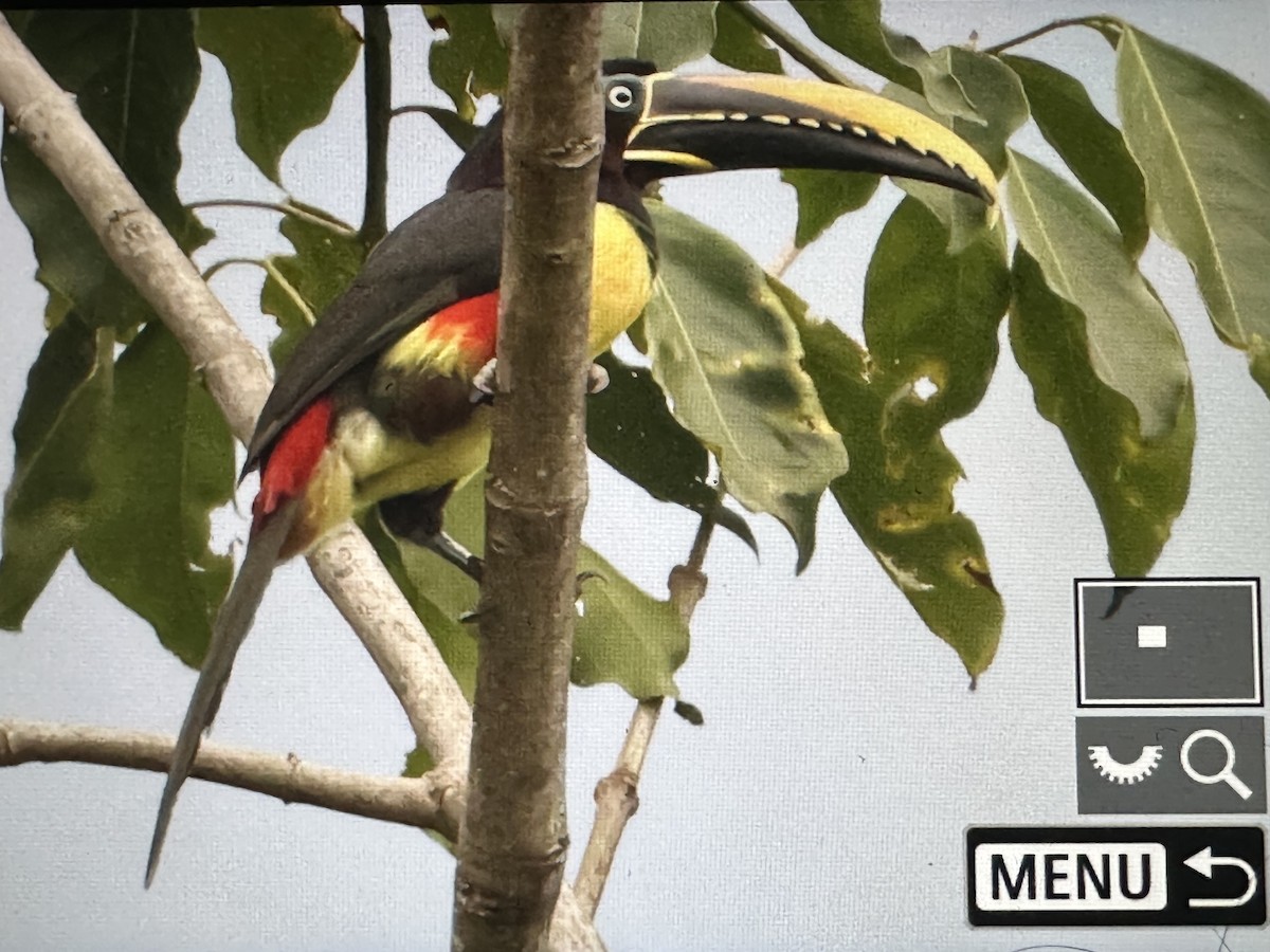 Araçari à oreillons roux - ML646630796