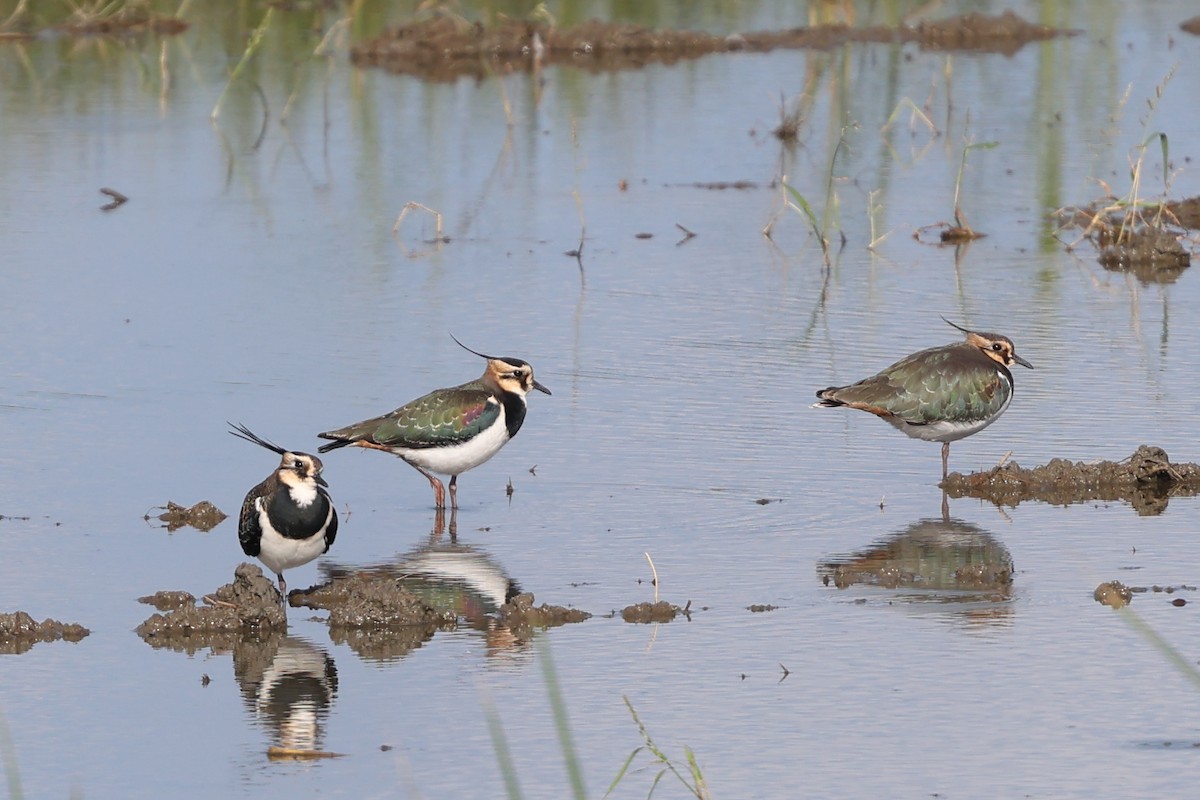 Northern Lapwing - ML646630800