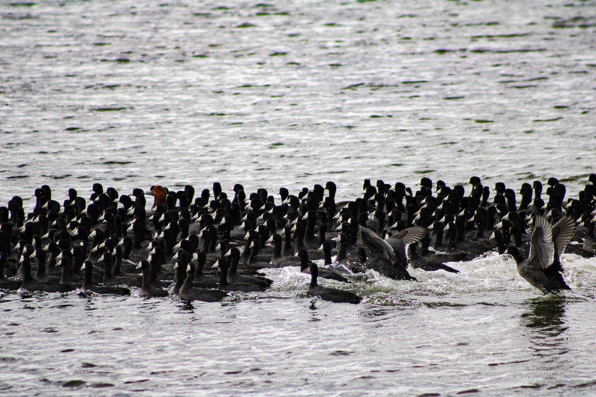 American Coot - ML646630801