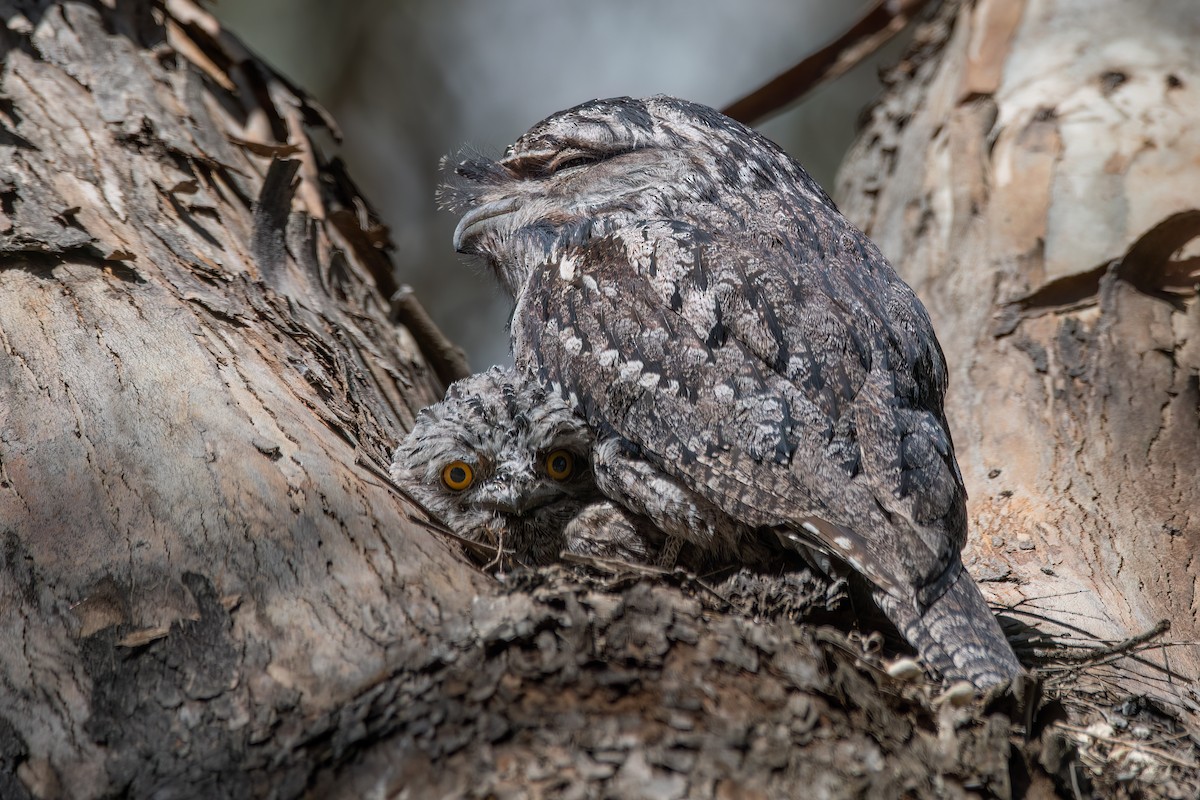 Eulenschwalm - ML646630802